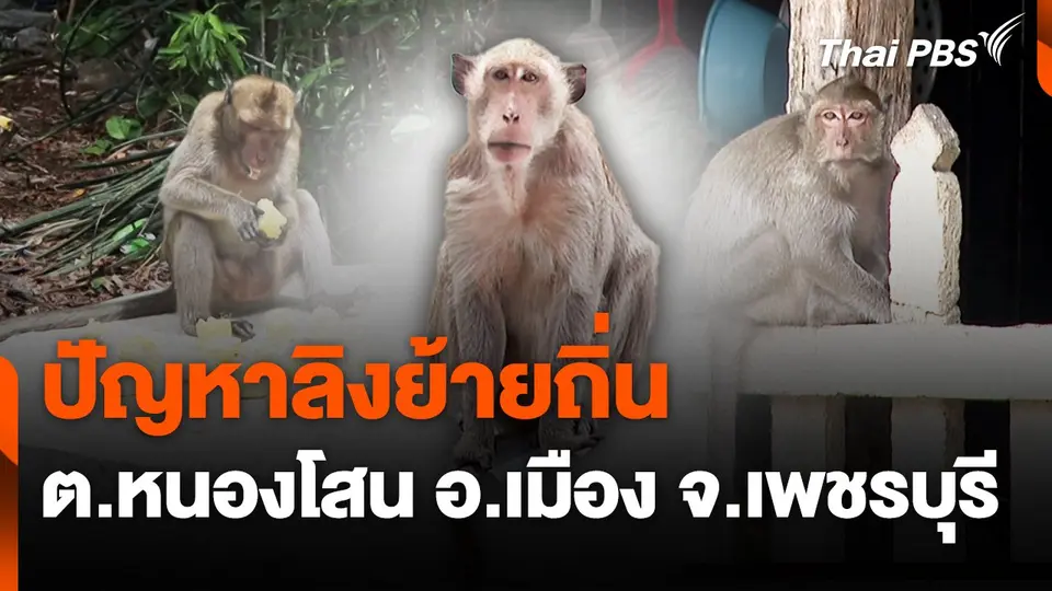 สถานีร้องเรียน : ปัญหาลิงย้ายถิ่น ต.หนองโสน อ.เมือง จ.เพชรบุรี