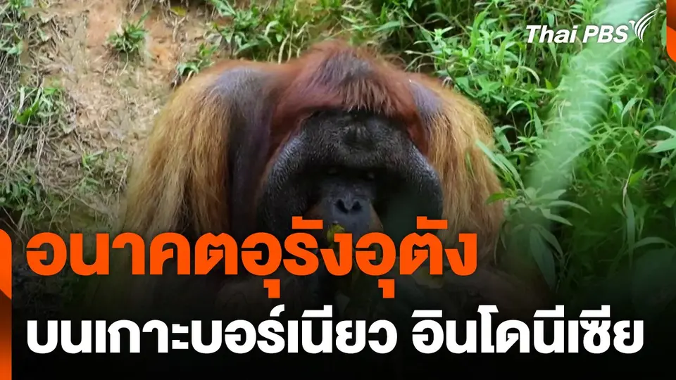 อนาคตอุรังอุตังบนเกาะบอร์เนียว อินโดนีเซีย
