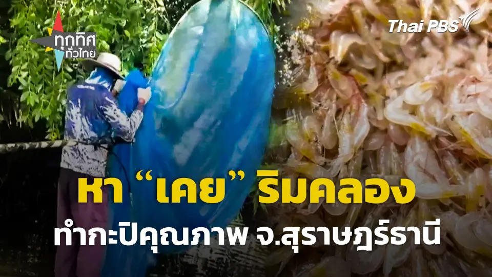 หา "เคย" ริมคลอง ทำกะปิคุณภาพ จ.สุราษฎร์ธานี