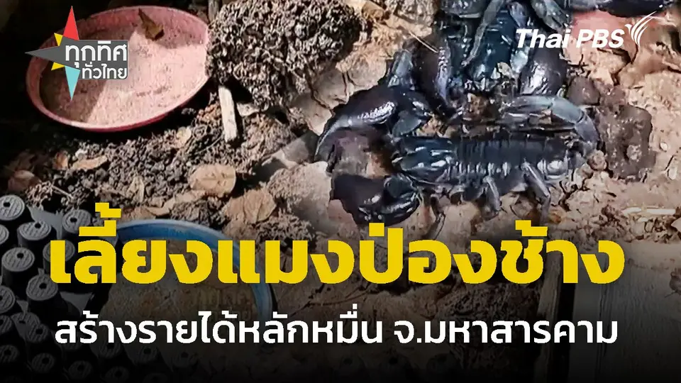 เลี้ยงแมงป่องช้างสร้างรายได้หลักหมื่น จ.มหาสารคาม