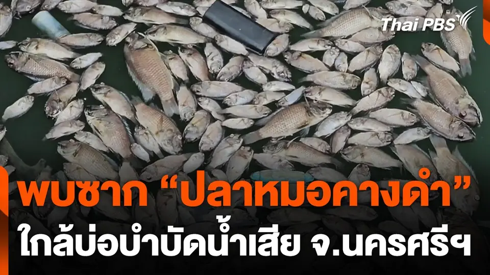 พบซากปลาหมอคางดำ ใกล้บ่อบำบัดน้ำเสีย จ.นครศรีธรรมราช