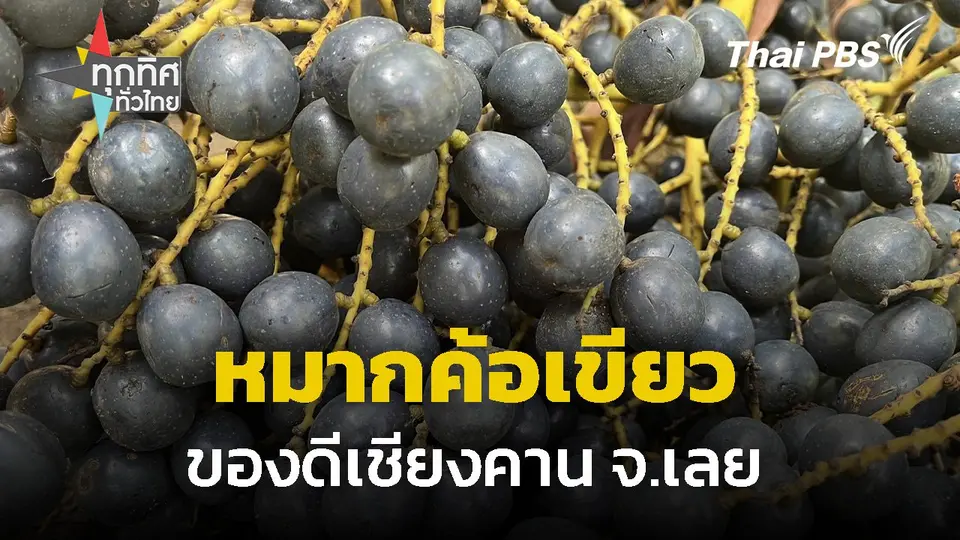 หมากค้อเขียวของดีเชียงคาน จ.เลย