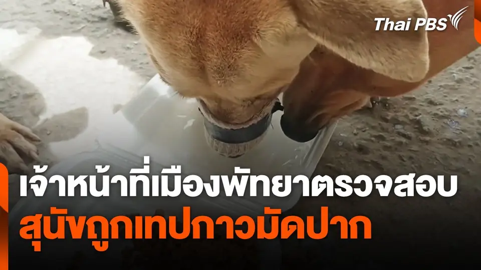 เจ้าหน้าที่เมืองพัทยาตรวจสอบ "สุนัข" ถูกเทปกาวมัดปาก