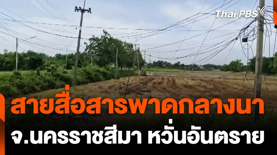 ชาวนาร้องสายสื่อสารพาดลงกลางนาหวั่นอันตราย จ.นครราชสีมา