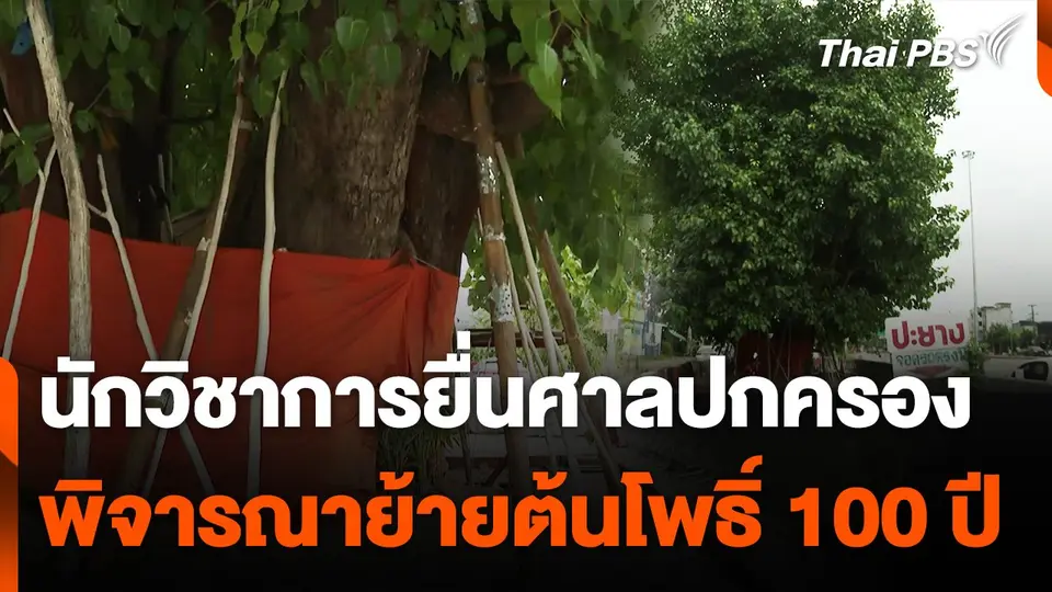 นักวิชาการยื่นศาลปกครองพิจารณาย้ายต้นโพธิ์ 100 ปี จ.เชียงใหม่