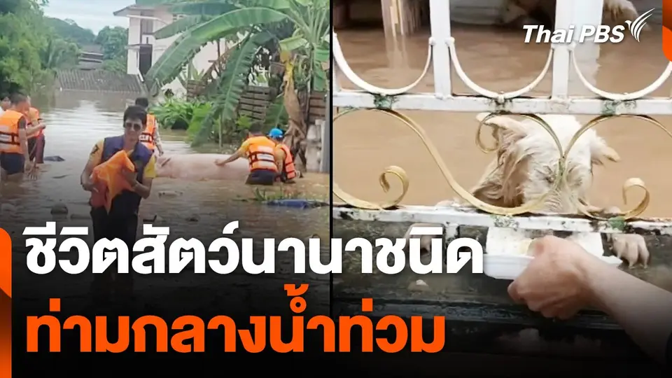 ชีวิตสัตว์นานาชนิดท่ามกลางน้ำท่วม