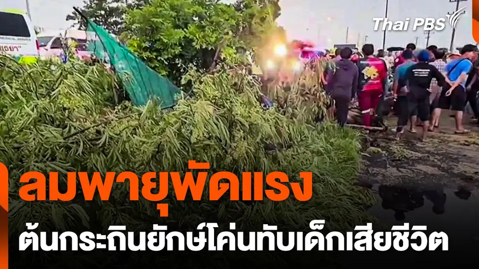 ลมพายุพัดแรง ต้นกระถินยักษ์โค่นทับเด็กเสียชีวิต