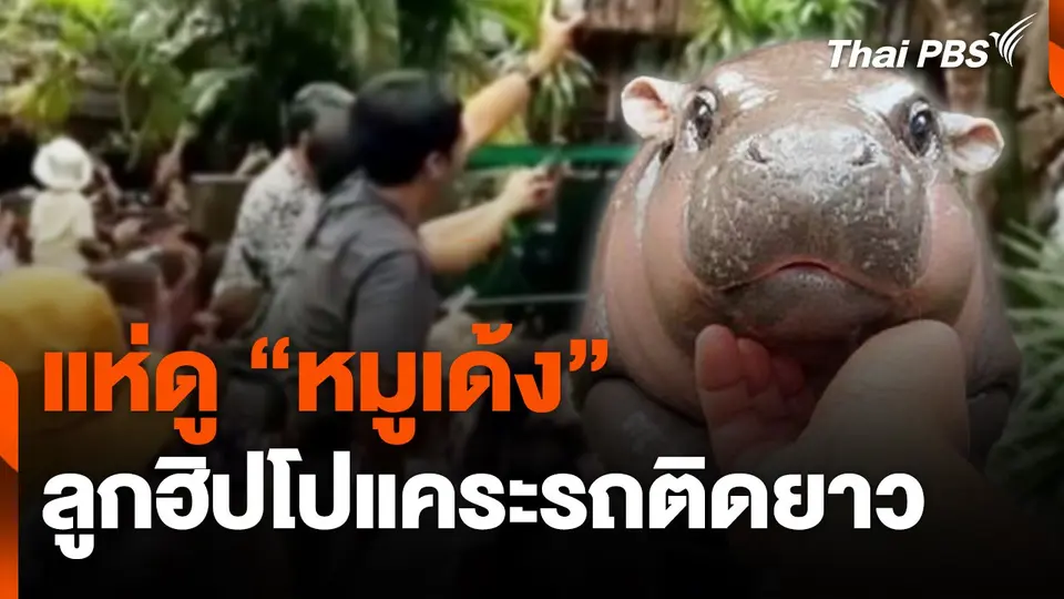 แห่ดู "หมูเด้ง" ลูกฮิปโปแคระรถติดยาว