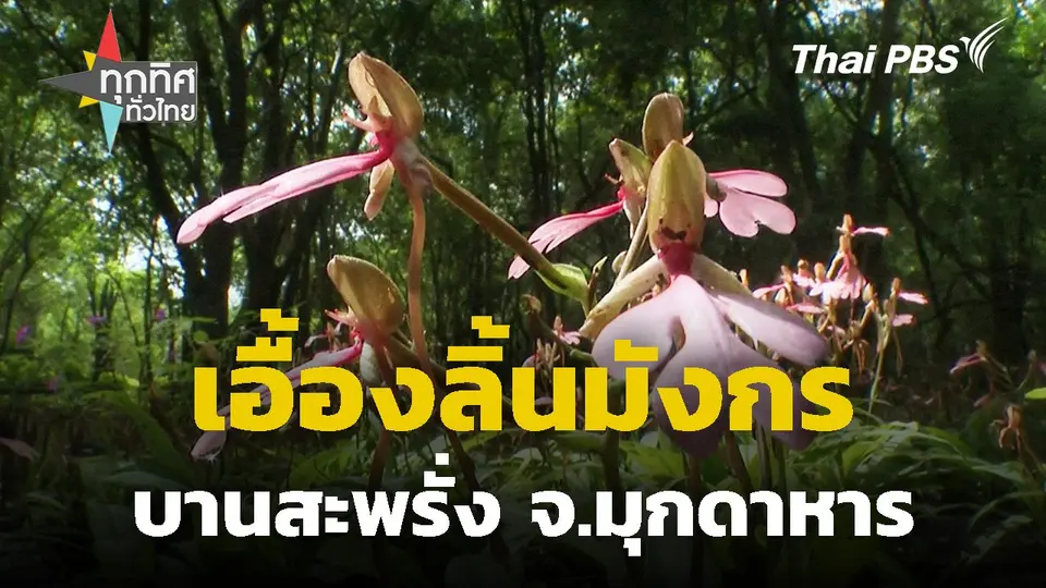 เอื้องลิ้นมังกรบานสะพรั่ง จ.มุกดาหาร