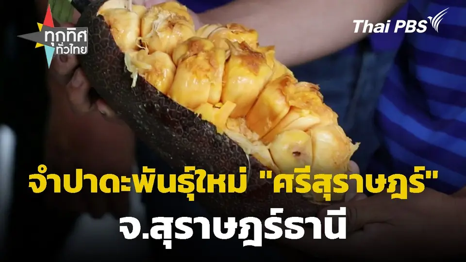 จำปาดะพันธุ์ใหม่ "ศรีสุราษฎร์" จ.สุราษฎร์ธานี