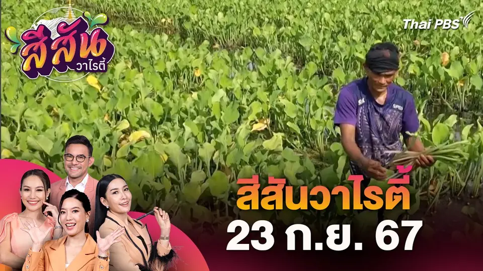 สีสันวาไรตี้ (23 ก.ย. 67) : พนักงานโรงงานผันตัวปลูกผักก้านจองขายรายได้ต่อวัน 2,000 บาท จ.ราชบุรี