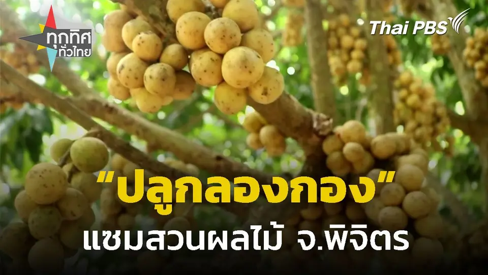 ปลูกลองกองแซมสวนผลไม้สร้างรายได้ จ.พิจิตร