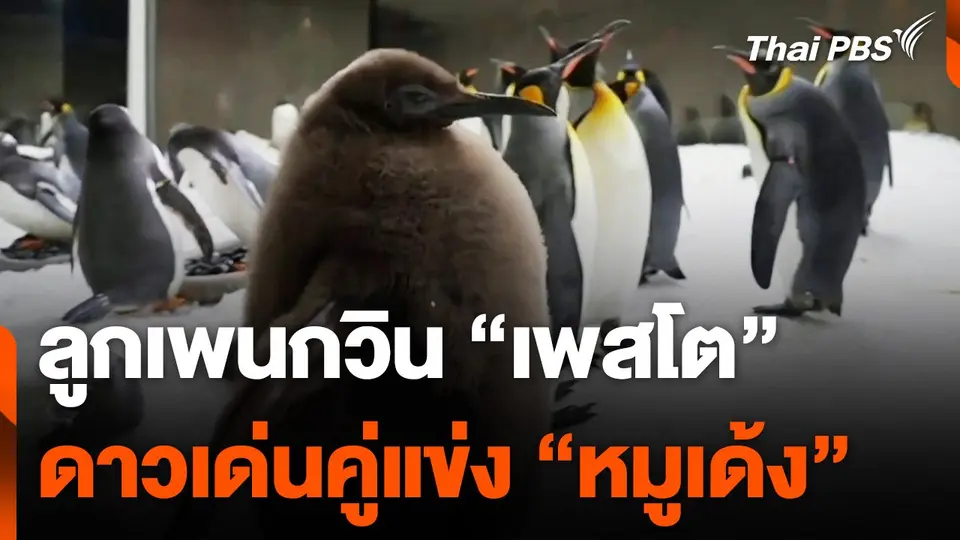 ลูกเพนกวิน "เพสโต" ดาวเด่นคู่แข่ง "หมูเด้ง"