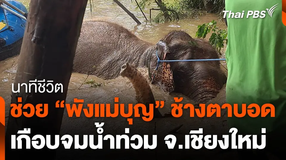 นาทีชีวิตช่วย “พังแม่บุญ” ช้างตาบอดเกือบจมน้ำท่วม จ.เชียงใหม่