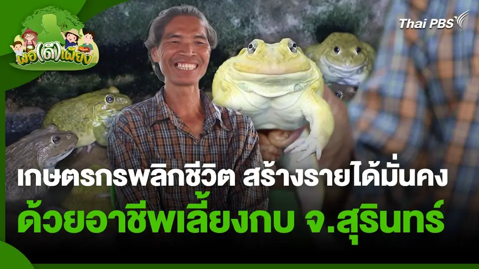 พอดีพอเพียง : เกษตรกรพลิกชีวิต สร้างรายได้มั่นคงด้วยอาชีพเลี้ยงกบ จ.สุรินทร์