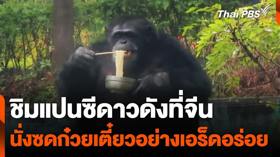 ชิมแปนซีดาวดังที่จีน นั่งซดก๋วยเตี๋ยวอย่างเอร็ดอร่อย