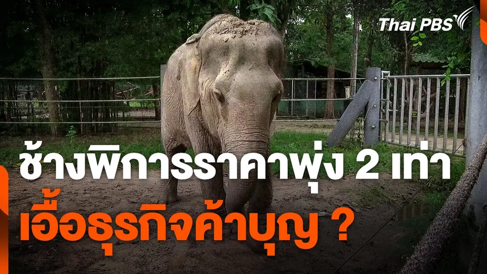 "ช้างพิการ-ตาบอด" ราคาพุ่ง 2 เท่า เอื้อธุรกิจค้าบุญ​ ?​
