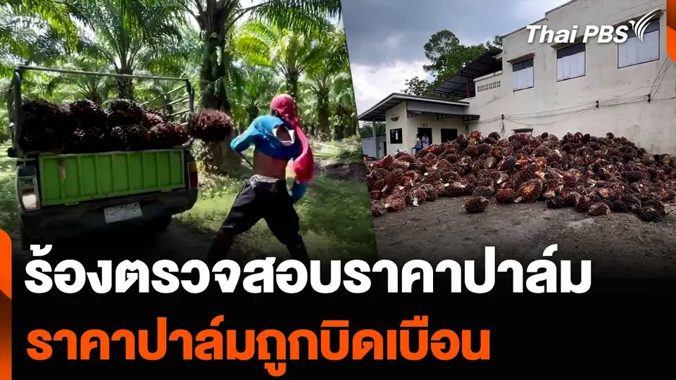 ร้องตรวจสอบราคาปาล์มถูกบิดเบือน หลังเหลือกิโลกรัมละ 4 บาท
