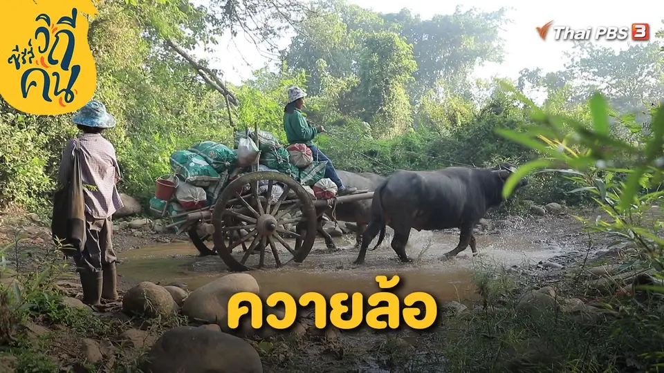 ควายล้อ