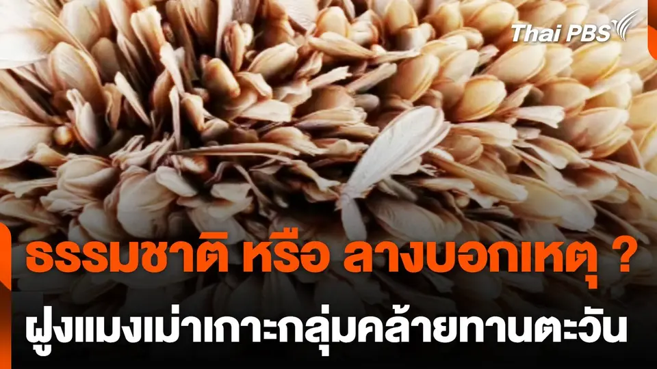 ธรรมชาติ หรือ ลางบอกเหตุ ? ฝูงแมงเม่าเกาะกลุ่มคล้ายดอกทานตะวัน