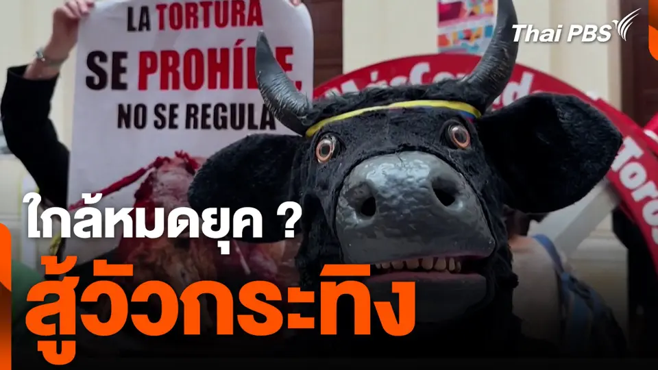 ใกล้หมดยุค ? สู้วัวกระทิง