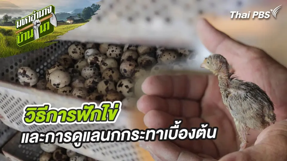 สูตรลับฉบับบ้านนา : วิธีการฟักไข่ และการดูแลนกกระทาเบื้องต้น