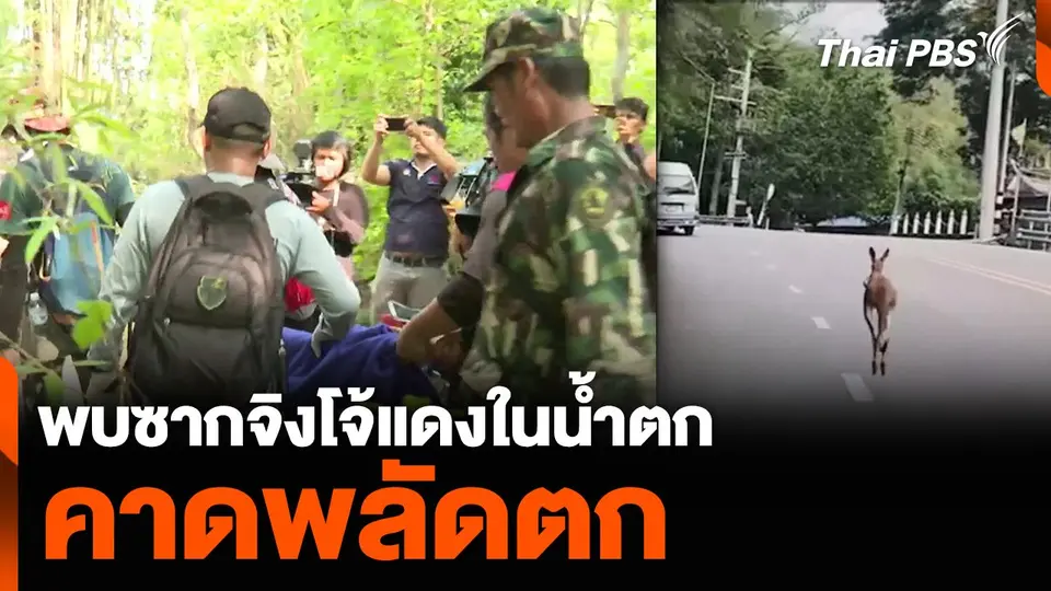 พบซากจิงโจ้แดงในน้ำตก คาดพลัดตก