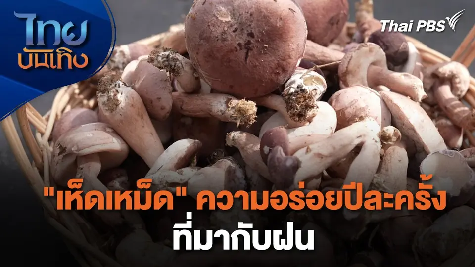 อิ่มมนต์รส : "เห็ดเหม็ด" ความอร่อยปีละครั้งที่มากับฝน