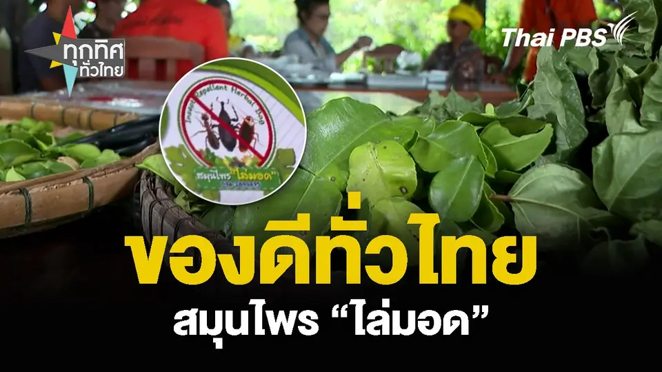 ของดีทั่วไทย สมุนไพร “ไล่มอด” ต่อยอดภูมิปัญญา