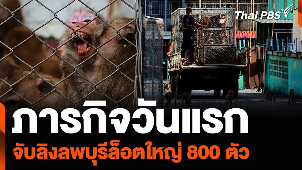 ภารกิจวันแรก จับลิงลพบุรีล็อตใหญ่ 800 ตัว เน้นย่านเศรษฐกิจ