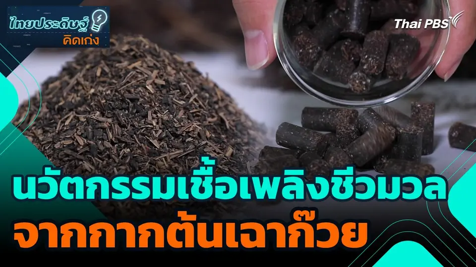 ไทยประดิษฐ์คิดเก่ง : นวัตกรรมเชื้อเพลิงชีวมวลจากกากต้นเฉาก๊วย