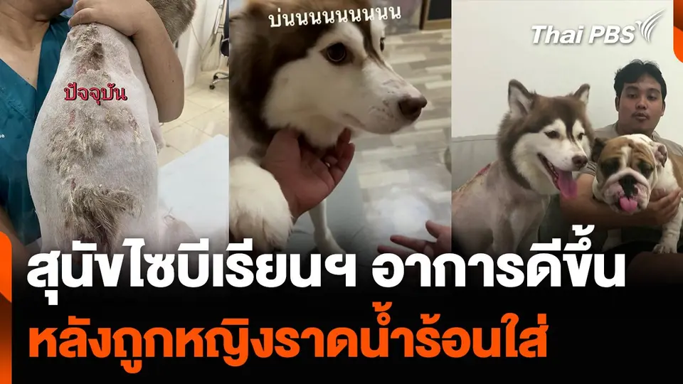 สุนัขไซบีเรียนฯ อาการดีขึ้น หลังถูกหญิงราดน้ำร้อนใส่