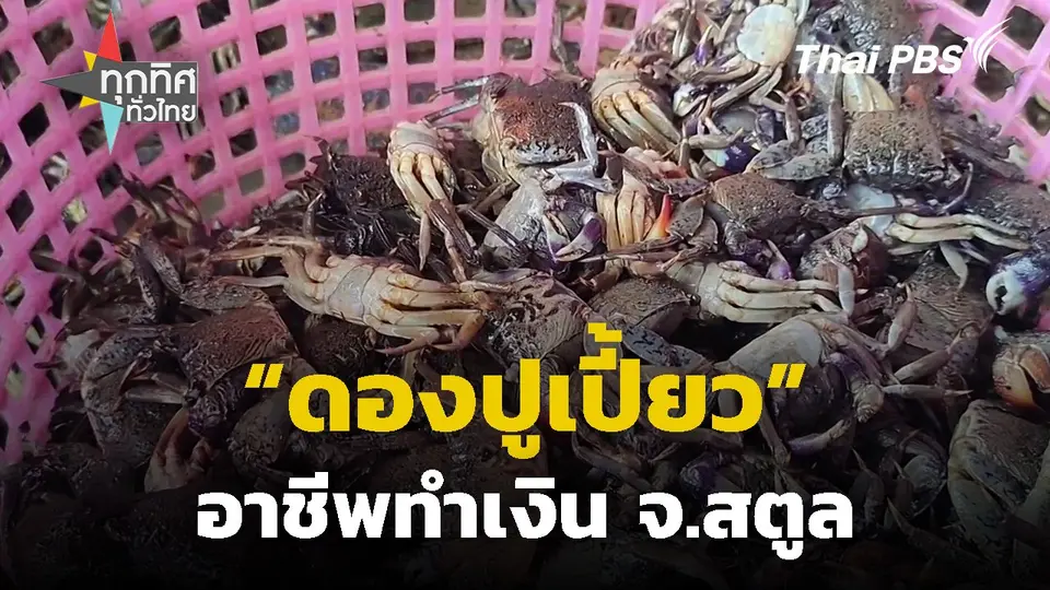 "ดองปูเปี้ยว" อาชีพทำเงิน จ.สตูล