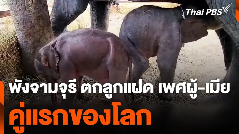 พังจามจุรี ตกลูกแฝด เพศผู้-เมีย คู่แรกของโลก