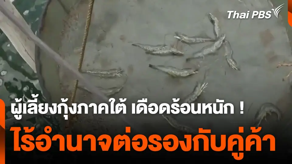 ผู้เลี้ยงกุ้งภาคใต้ เดือดร้อนหนัก ! ไร้อำนาจต่อรองกับคู่ค้า