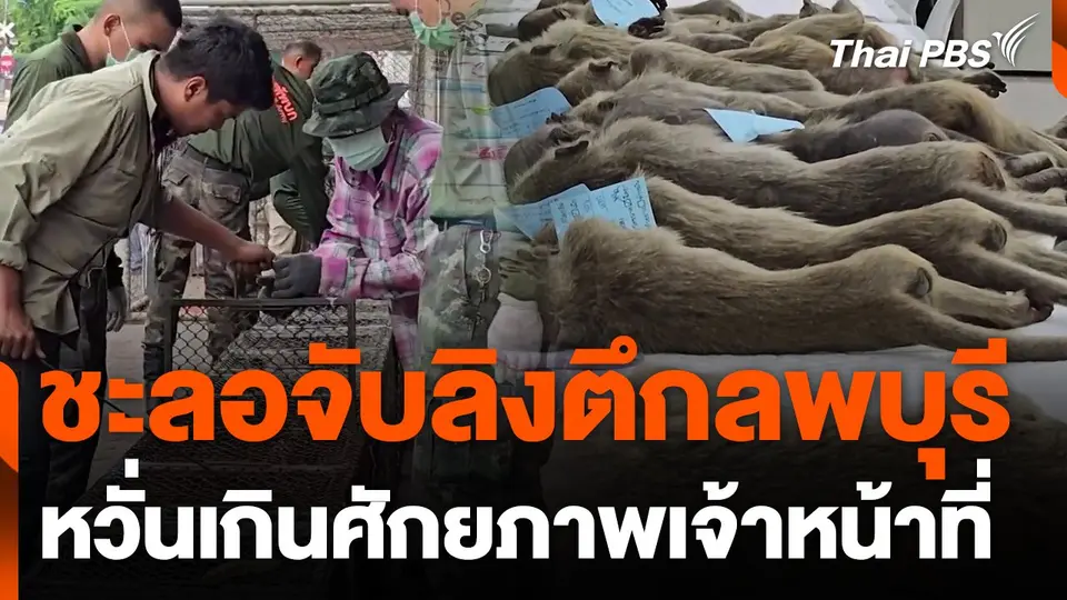 ชะลอจับลิงตึกลพบุรี หวั่นเกินศักยภาพเจ้าหน้าที่