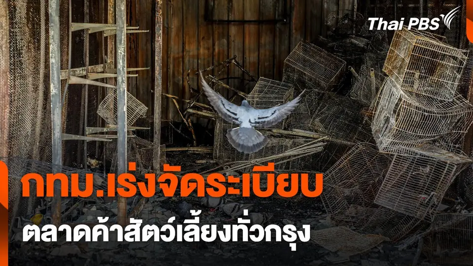 สถานีร้องเรียน : กทม.เร่งจัดระเบียบ ตลาดค้าสัตว์เลี้ยงทั่วกรุง