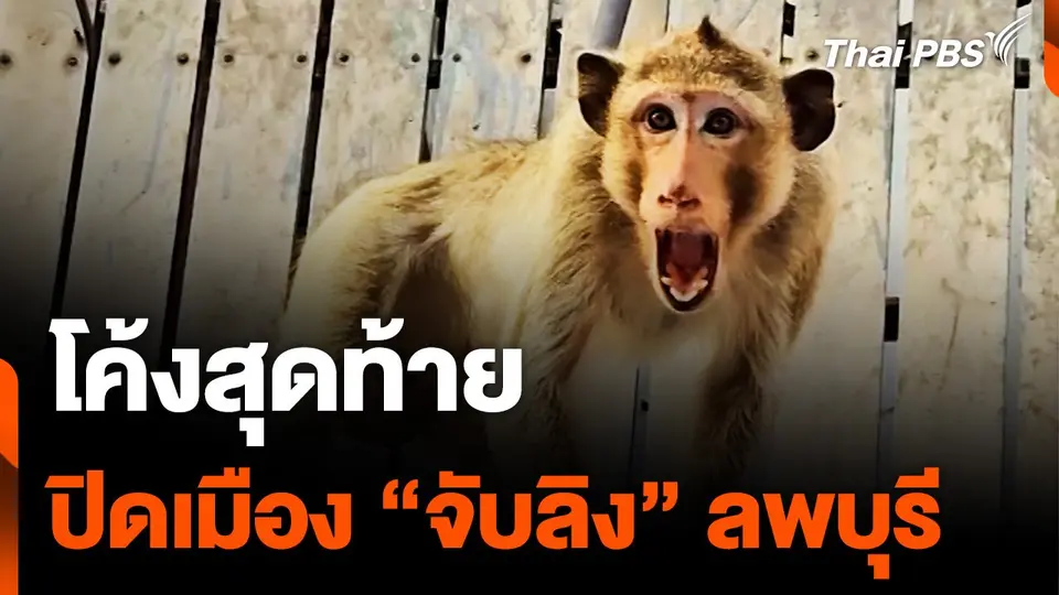 โค้งสุดท้าย ปิดเมือง "จับลิง" ลพบุรี