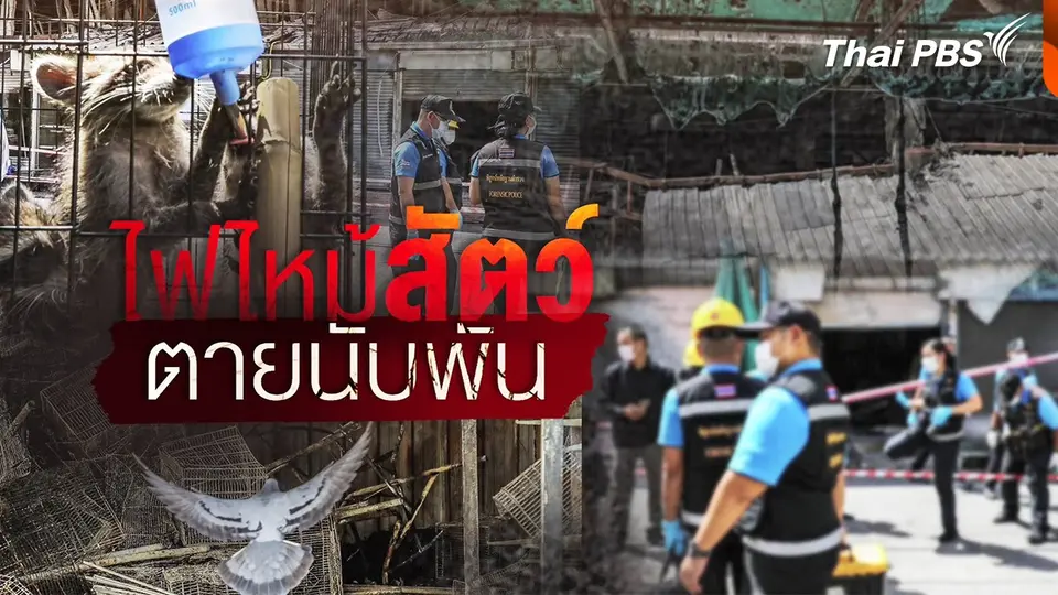 ไฟไหม้สัตว์ตายนับพัน