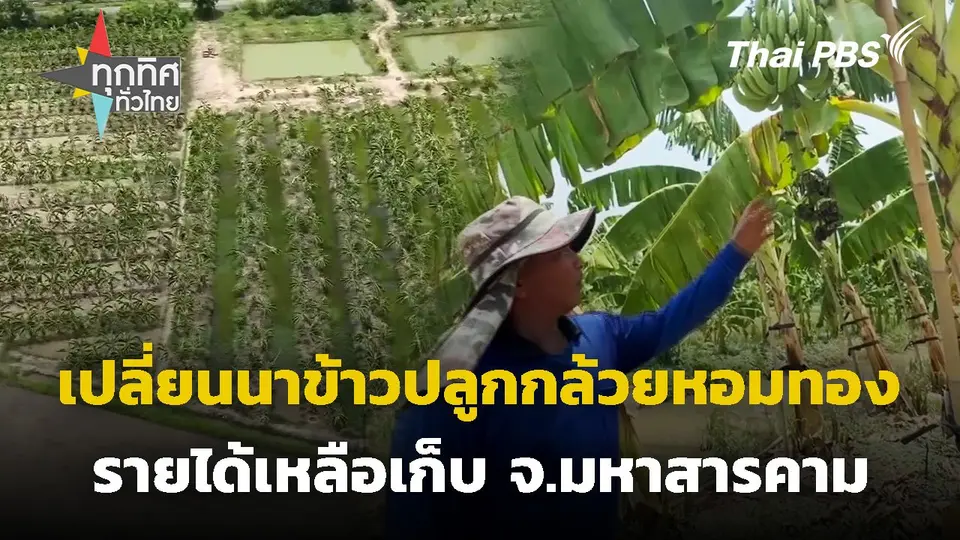 เปลี่ยนนาข้าวปลูกกล้วยหอมทอง จ.มหาสารคาม