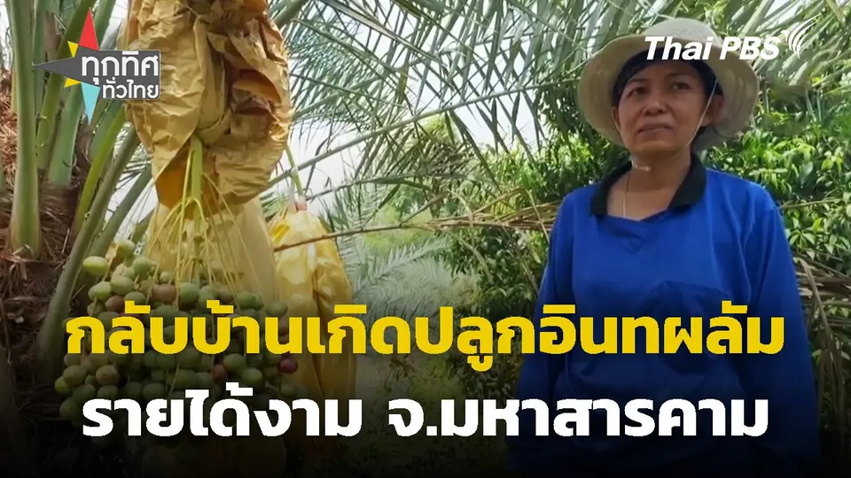 กลับบ้านเกิดปลูกอินทผลัมรายได้งาม จ.มหาสารคาม
