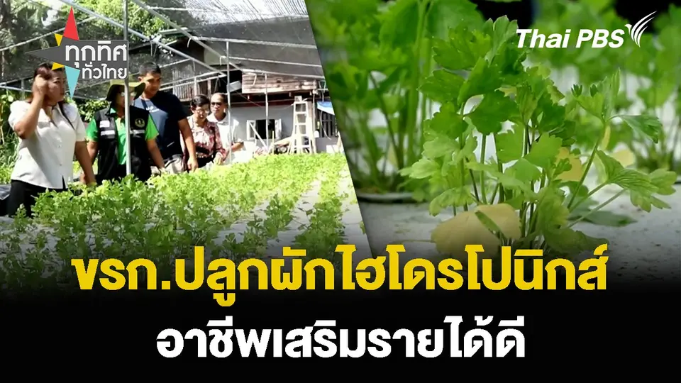 ข้าราชการปลูกผักไฮโดรโปนิกส์ อาชีพเสริมรายได้ดี