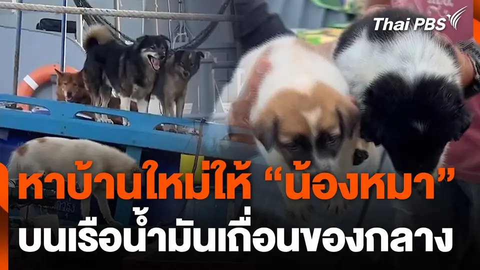 เตรียมหาบ้านใหม่ให้น้องหมาบนเรือน้ำมันเถื่อน