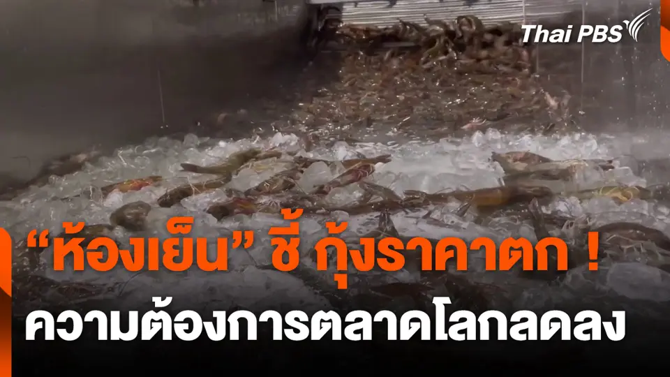 “ห้องเย็น” ชี้ กุ้งราคาตก ! ความต้องการตลาดโลกลดลง