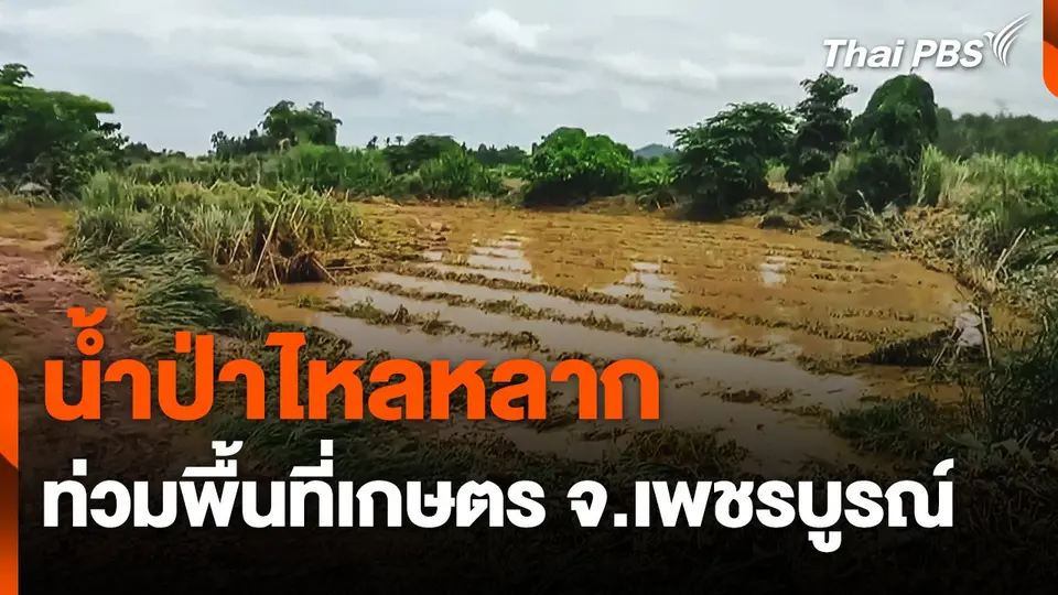 น้ำป่าไหลหลากท่วมพื้นที่เกษตร จ.เพชรบูรณ์ เสียหายกว่า 10 ไร่