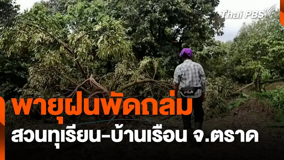 พายุฝนพัดถล่มสวนทุเรียน-บ้านเรือน จ.ตราด