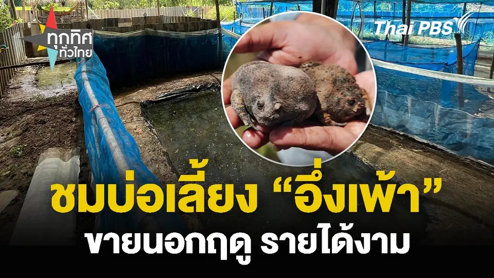 ชมบ่อเลี้ยง “อึ่งเพ้า” ขายนอกฤดู รายได้งาม