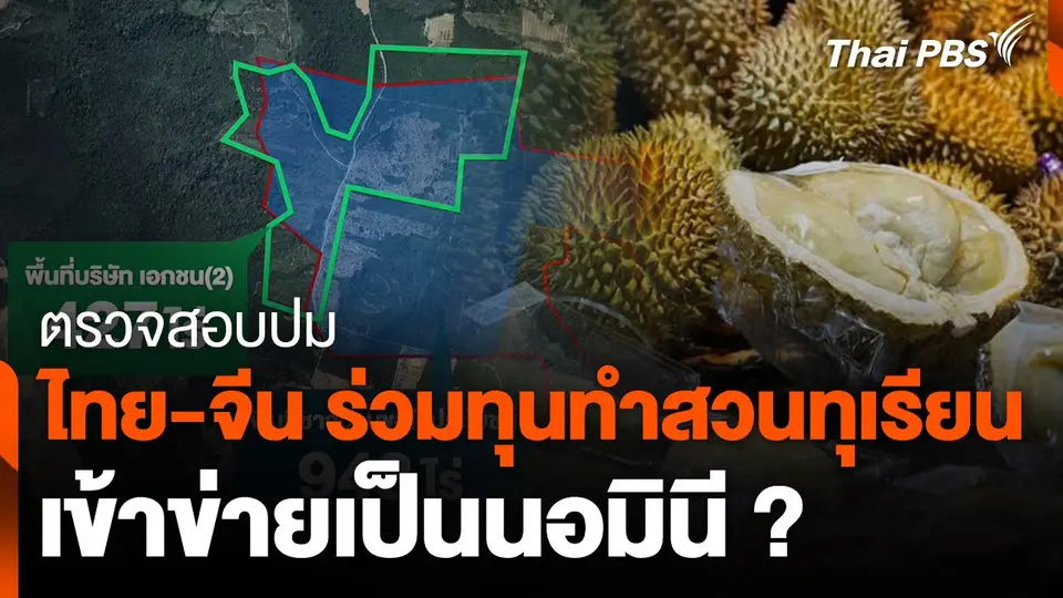 ตรวจสอบปม ไทย-จีน ร่วมทุนทำสวนทุเรียน จ.จันทบุรี