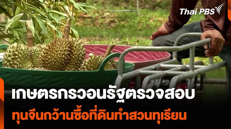 เกษตรกรวอนรัฐตรวจสอบ ทุนจีนกว้านซื้อที่ดินทำสวนทุเรียน