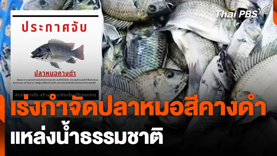 เร่งกำจัด "ปลาหมอสีคางดำ" แหล่งน้ำธรรมชาติ